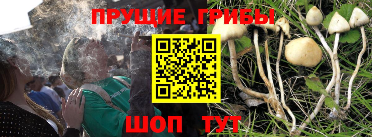 Псилоцибиновые грибы Psilocybine cubensis Нижнеудинск
